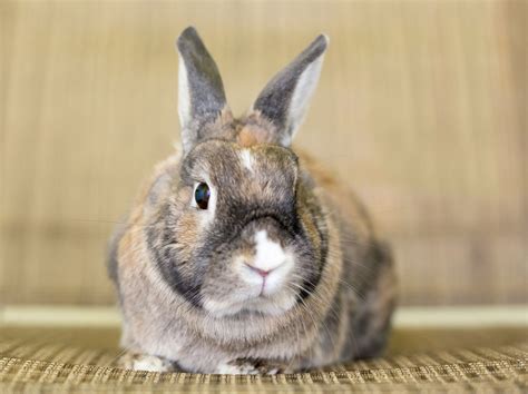 An Overview of Rabbit Fur Colors and Patterns