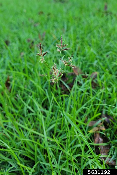purple nutsedge (Cyperus rotundus L.)