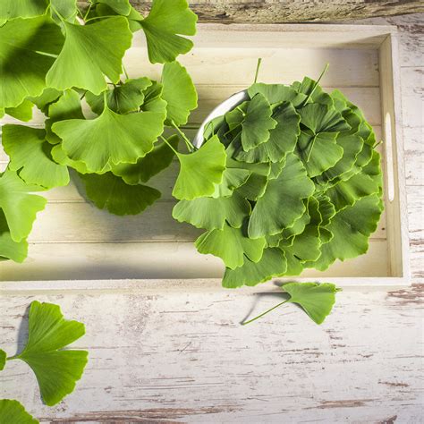 Ancient Roots: The Traditional Uses Of Ginkgo Biloba Explained