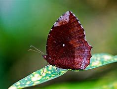 Image result for Purple Butterfly Bunny