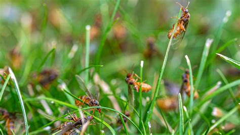 Gardening pro reveals four ways to get rid of ant infestations in ...