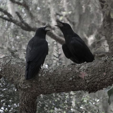 Black Crow: spiritual meaning - Awakening State