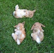 Image result for Super Duper Cute Bunnies