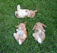 Image result for Fluffy Baby Bunny Sleeping
