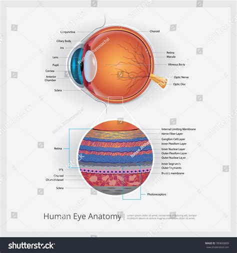 Image result for Optometry Drawing