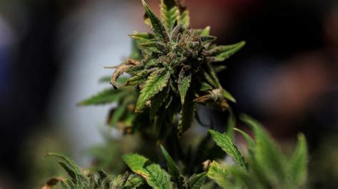 Donald Trump made marijuana a Schedule 3 drug. Is it legal in Iowa?