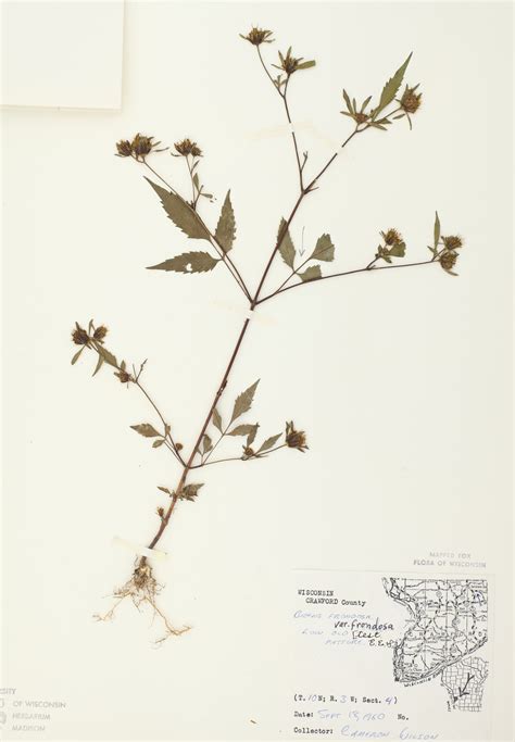 Wisconsin Wildflower | Devil's Beggarticks | Bidens frondosa