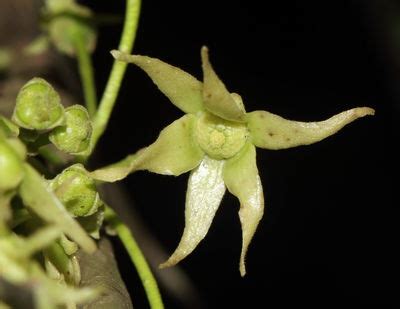 Monoon longifolium (Sonn.) B.Xue & R.M.K.Saunders | Plants of the World ...