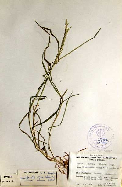 eragrostis_nigra