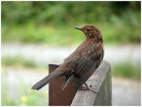 Kos černý (Turdus merula)-mládě nebo samice - Bobův fotoblog