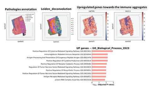 10X Spatial Transcriptomics 的图像结果