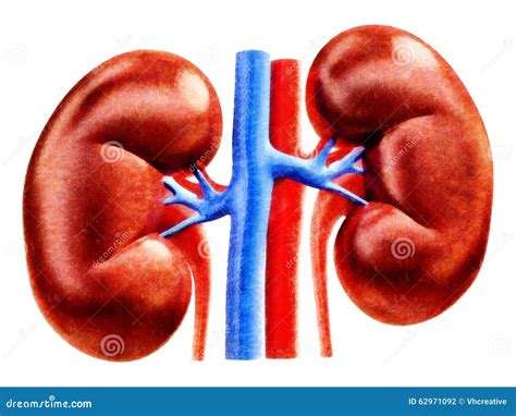 Human Kidneys One Line Art. Continuous Line Drawing Of Human, Internal, Organs, Kidneys, Ureters ...