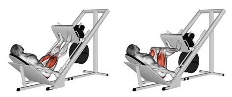 Leg Press Machine Exercise 的图像结果