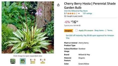 Plant FAQs: Hosta Cherry Berry