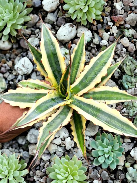 Agave Xylonacantha ‘Frostbite’ – Fermosa plants