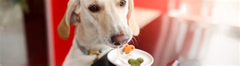 How to Deal with Picky Eaters: For Dogs
