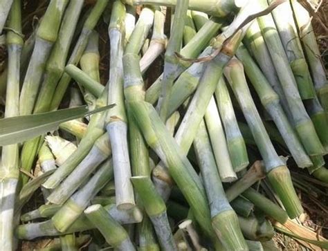 SUPER NAPIER GRASS SEEDS