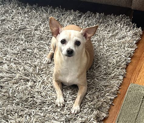 Mini Dogs to Adopt 的图像结果