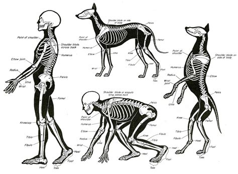 Are Dog Bones Stronger Than Human Bones