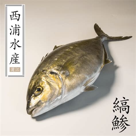 道の駅かまえ Buri Laboratory