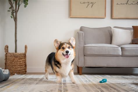 My Dog Hates Brushing. New Pet Dental Toy Hack