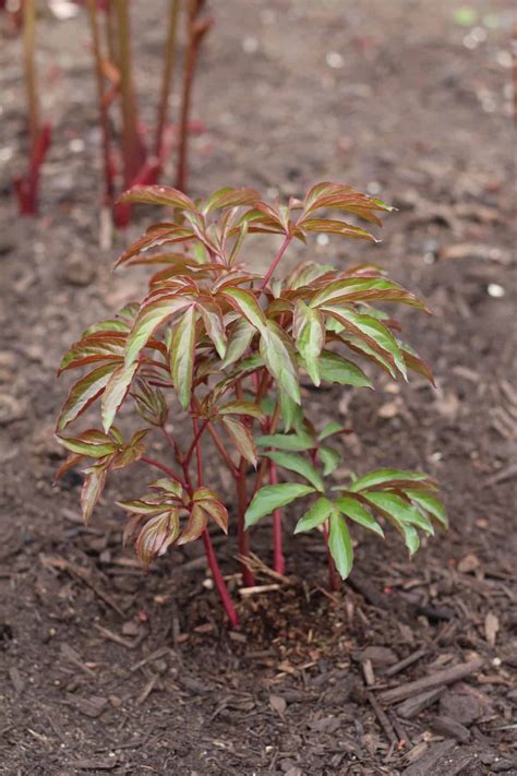 Planting peonies in spring 🌸 🌱 BEST tips for bringing vibrant blooms to your garden