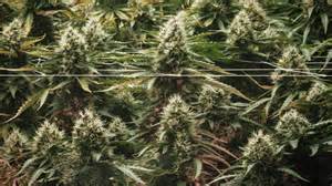 President Trump may reclassify marijuana under federal law