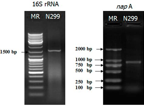 Nitrogen Removal Characteristics of a Newly Isolated Indigenous Aerobic ...