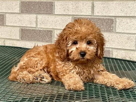 Image result for Cockapoo as Pets