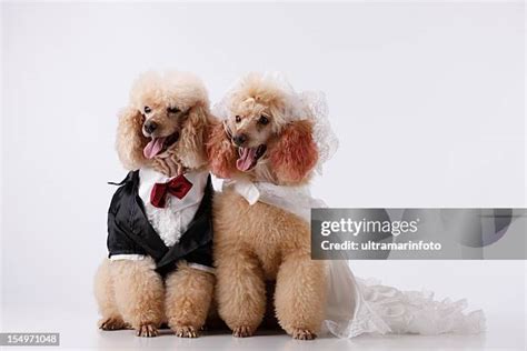 Animal Bride 的图像结果