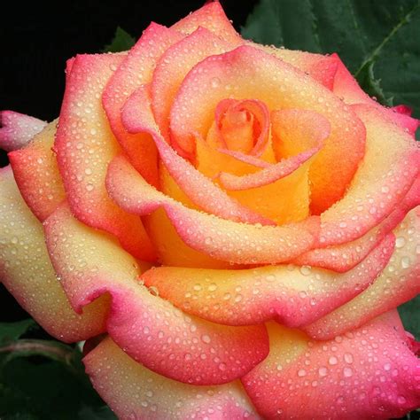 Buy Own-Root One Gallon Dream Come True™ Grandiflora Rose by Heirloom ...