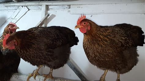 Top Insights into the Partridge Rock Chicken Breed
