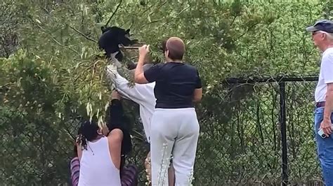 Burmese Python Florida Eating Deer 的图像结果