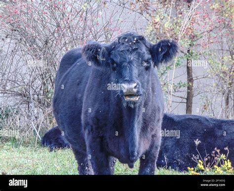 Black angus cow in the grass. Black angus cow portrait Stock Photo - Alamy