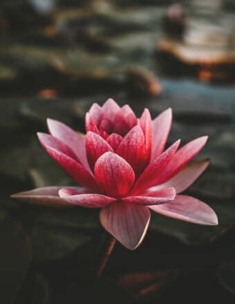 Benefield Funeral Home | Recent Obituaries | Wedowee, Alabama | Who ...