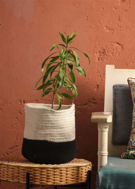 Get Vibrant Black Planter Or Storage Basket at ₹ 799 | LBB Shop