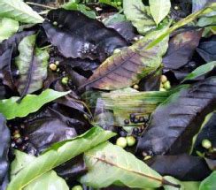 TNAU Agritech Portal :: Crop Protection