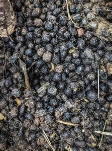 Green Energy Dry Goat Manure Organic Fertilizer 5KG (Blue) Manure Price ...