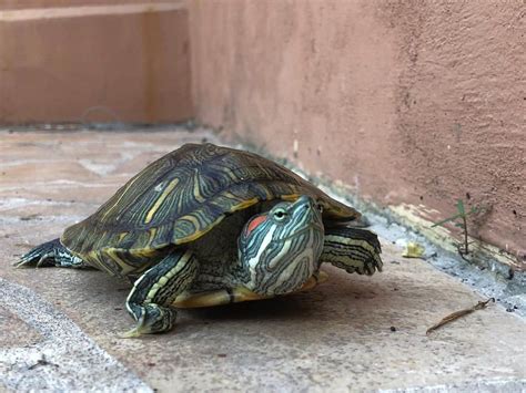 Image result for Franklin Turtle without Shell