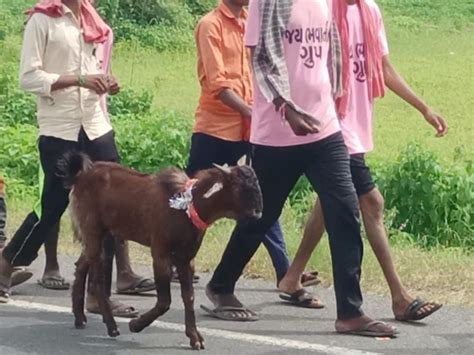A goat set out for Ambaji with the footmen passing through Malpur in ...