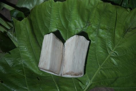 Kavdar / कवदर / Wild Banana / Ensete superbum (Roxb.) Cheesman – OOO Farms