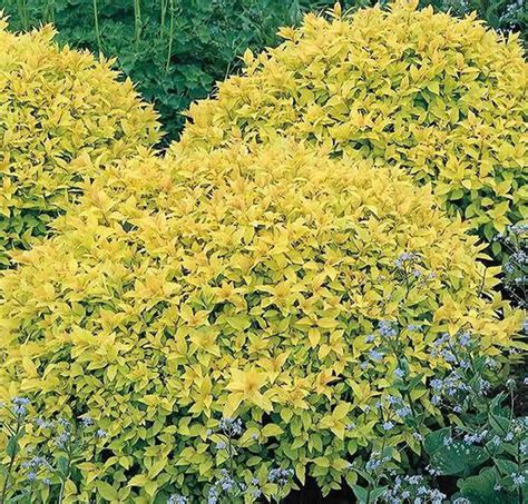 Green Era Duranta Plant Price in India - Buy Green Era Duranta Plant ...
