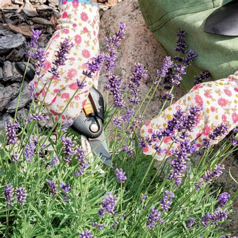 Lavender Pruning Tips 的图像结果