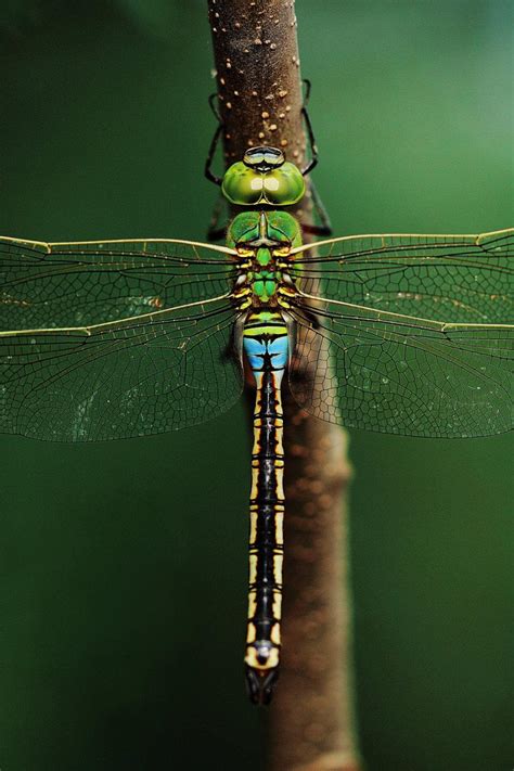 与透明翼的美丽的蜻蜓坐沙子 在野生生物的动物 库存照片. 图片 包括有 野生生物, 户外, 没人, 透明 - 110264674