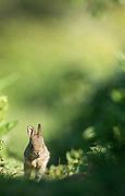 Image result for Cute Bunny Eyes