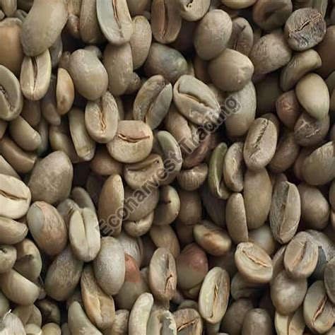 Robusta Cherry B Unwashed Coffee Beans Exporter, Supplier from Chennai