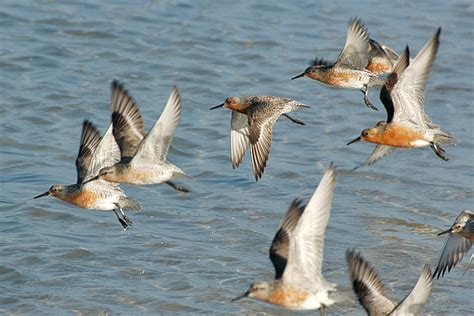 Observation 的图像结果