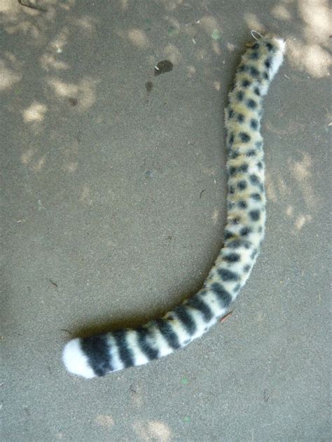 Finding Tails 的图像结果