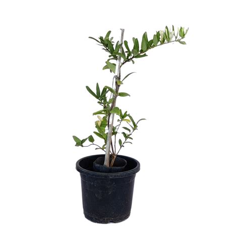 Stunning White Honeysuckle (Lonicera) Plant for Sale — Mahindra Nursery