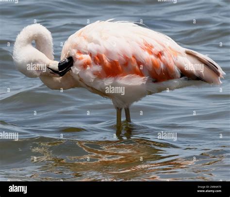 Chilean flamingos (Phoenicopterus chilensis) in the shallow sea off the beach close to Paracas ...